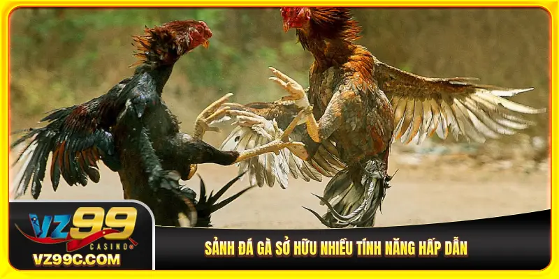 Sảnh đá gà sở hữu nhiều tính năng hấp dẫn