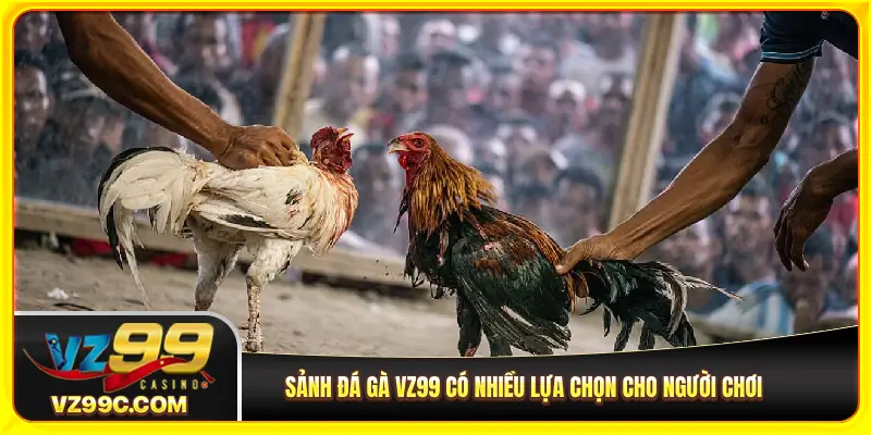 Sảnh đá gà VZ99 có nhiều lựa chọn cho người chơi