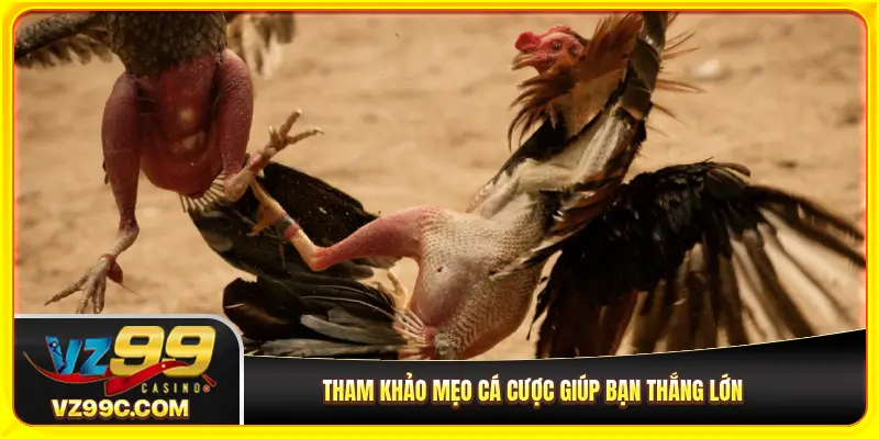 Tham khảo mẹo cá cược giúp bạn thắng lớn